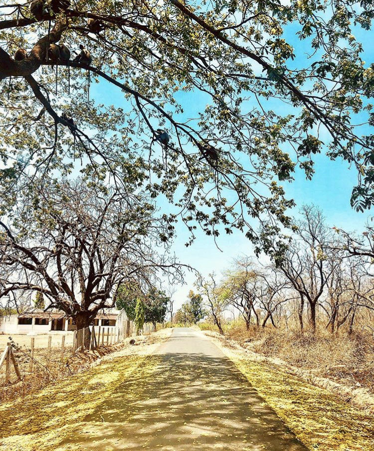 Photo of Budget travel alert! Weekend safari trip for just over INR 10000. 2/11 by Sneakers & Flip Flops