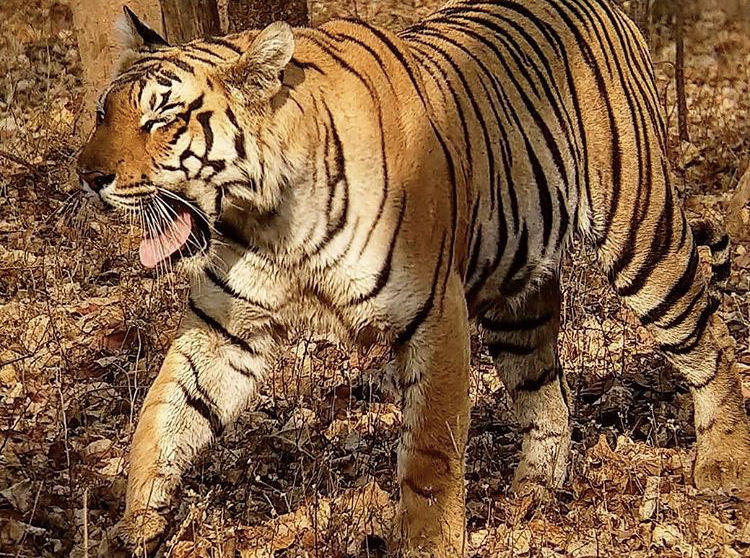 Photo of Budget travel alert! Weekend safari trip for just over INR 10000. 4/11 by Sneakers & Flip Flops