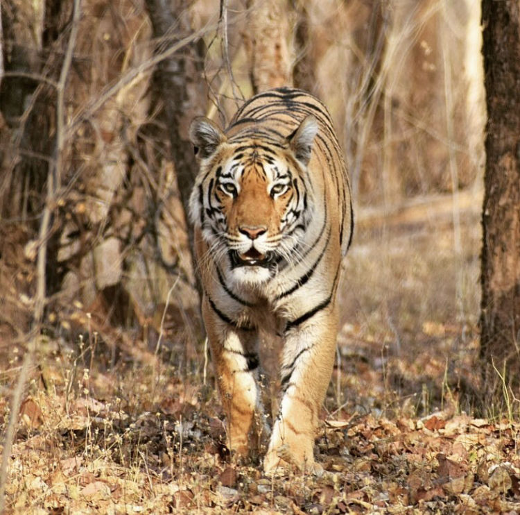 Photo of Budget travel alert! Weekend safari trip for just over INR 10000. 5/11 by Sneakers & Flip Flops