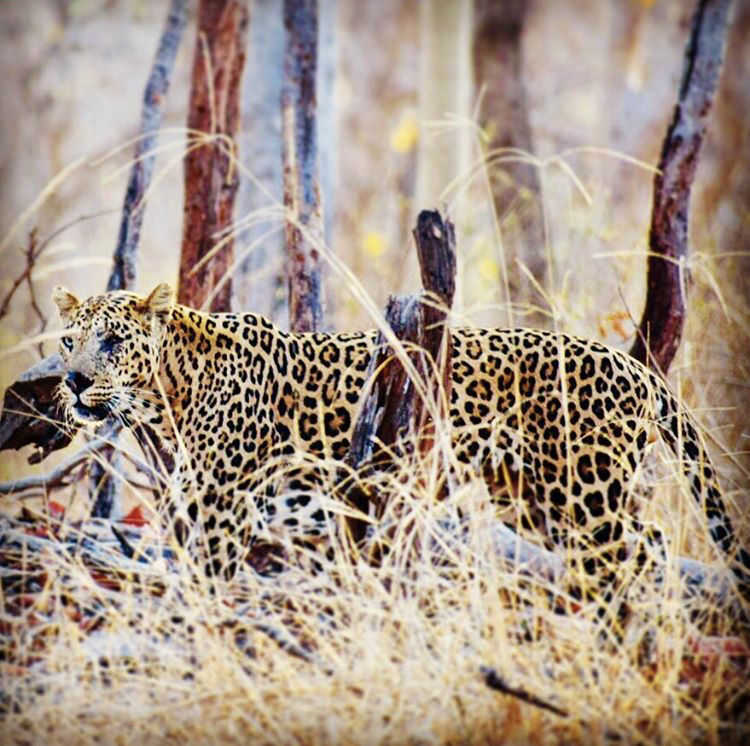 Photo of Budget travel alert! Weekend safari trip for just over INR 10000. 7/11 by Sneakers & Flip Flops