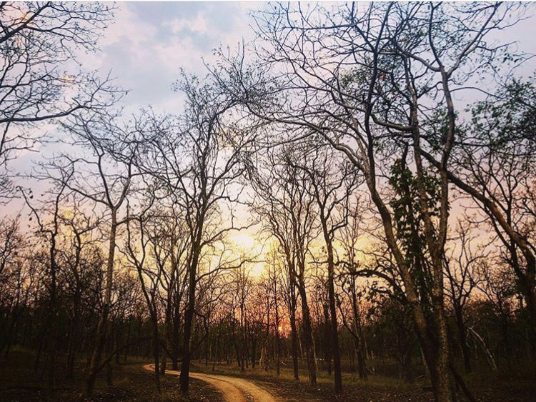 Photo of Budget travel alert! Weekend safari trip for just over INR 10000. 11/11 by Sneakers & Flip Flops
