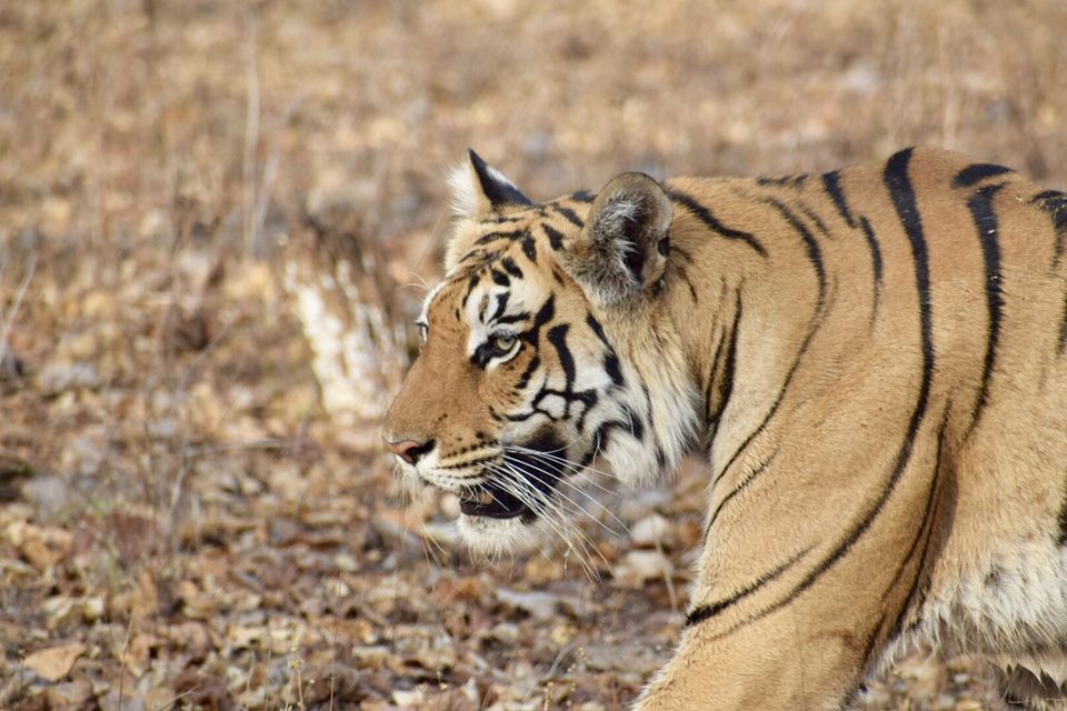 Photo of Budget travel alert! Weekend safari trip for just over INR 10000. by Sneakers & Flip Flops