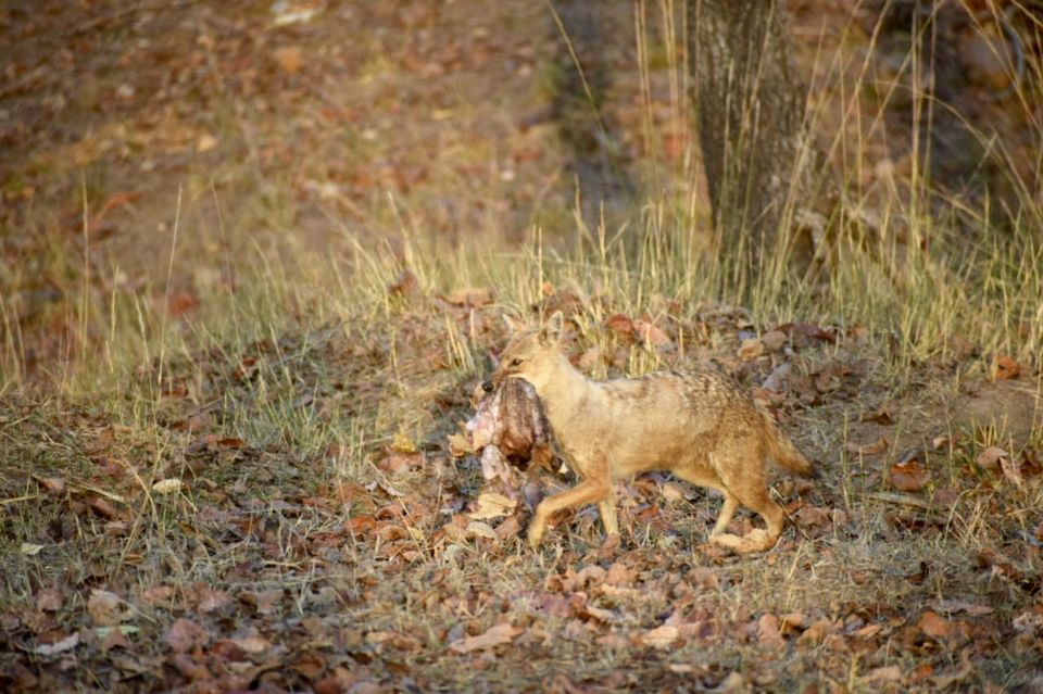Photo of Budget travel alert! Weekend safari trip for just over INR 10000. 9/11 by Sneakers & Flip Flops