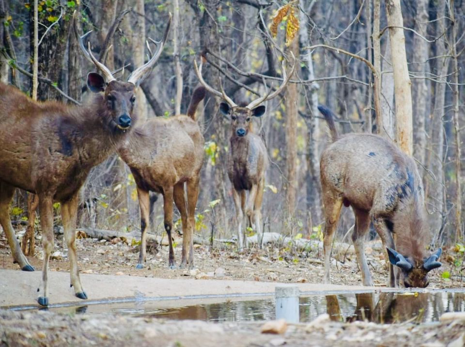Photo of Budget travel alert! Weekend safari trip for just over INR 10000. 10/11 by Sneakers & Flip Flops