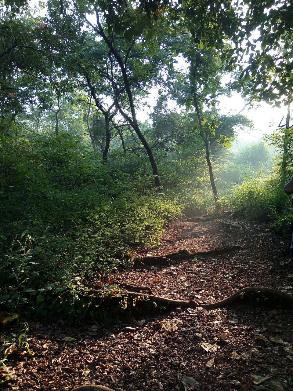 Photo of KARNALA FORT & BIRD SANCTUARY: TREK to THUMB shaped Fort. by Prathamesh Patkar