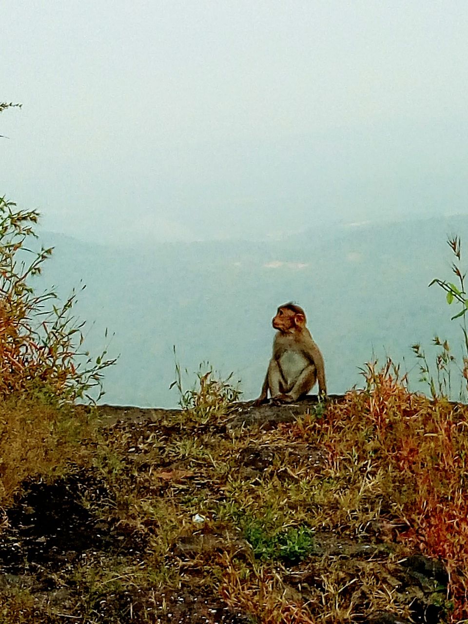 Photo of KARNALA FORT & BIRD SANCTUARY: TREK to THUMB shaped Fort. by Prathamesh Patkar