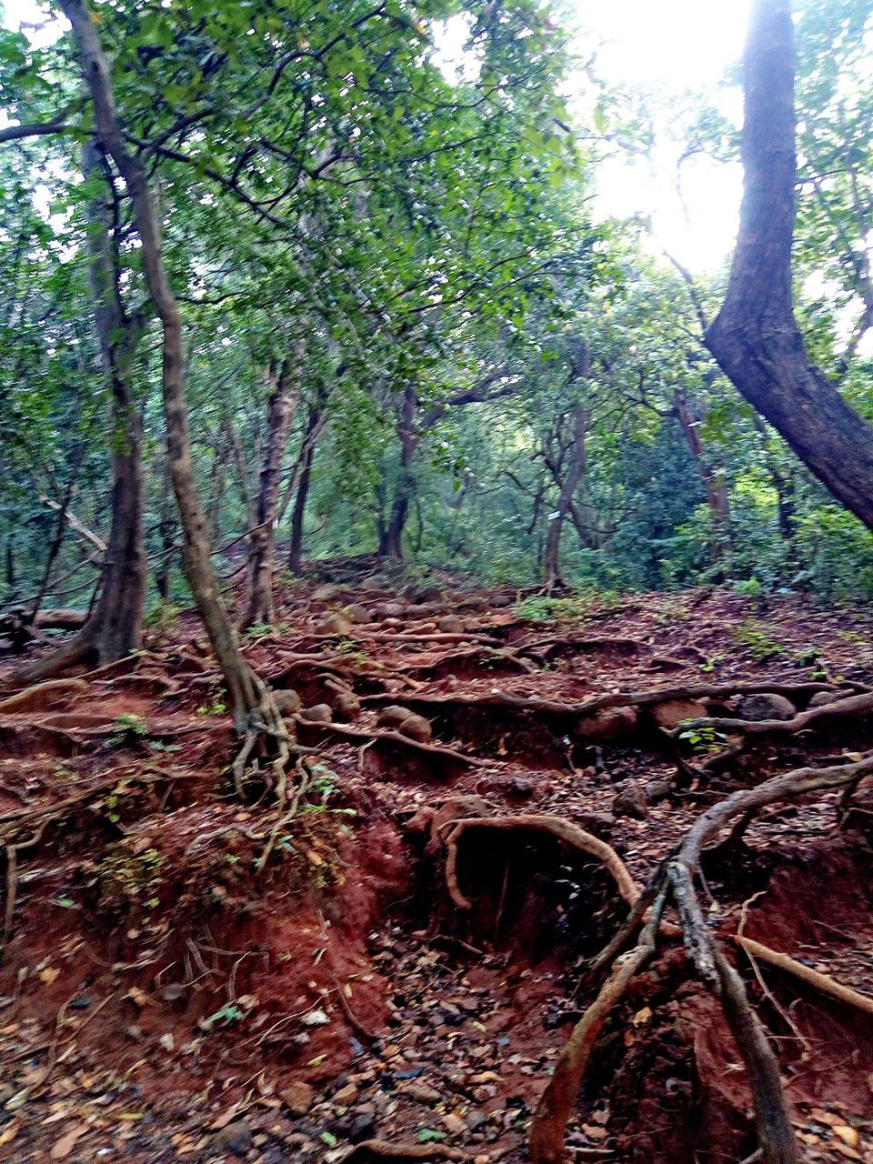 Photo of KARNALA FORT & BIRD SANCTUARY: TREK to THUMB shaped Fort. by Prathamesh Patkar