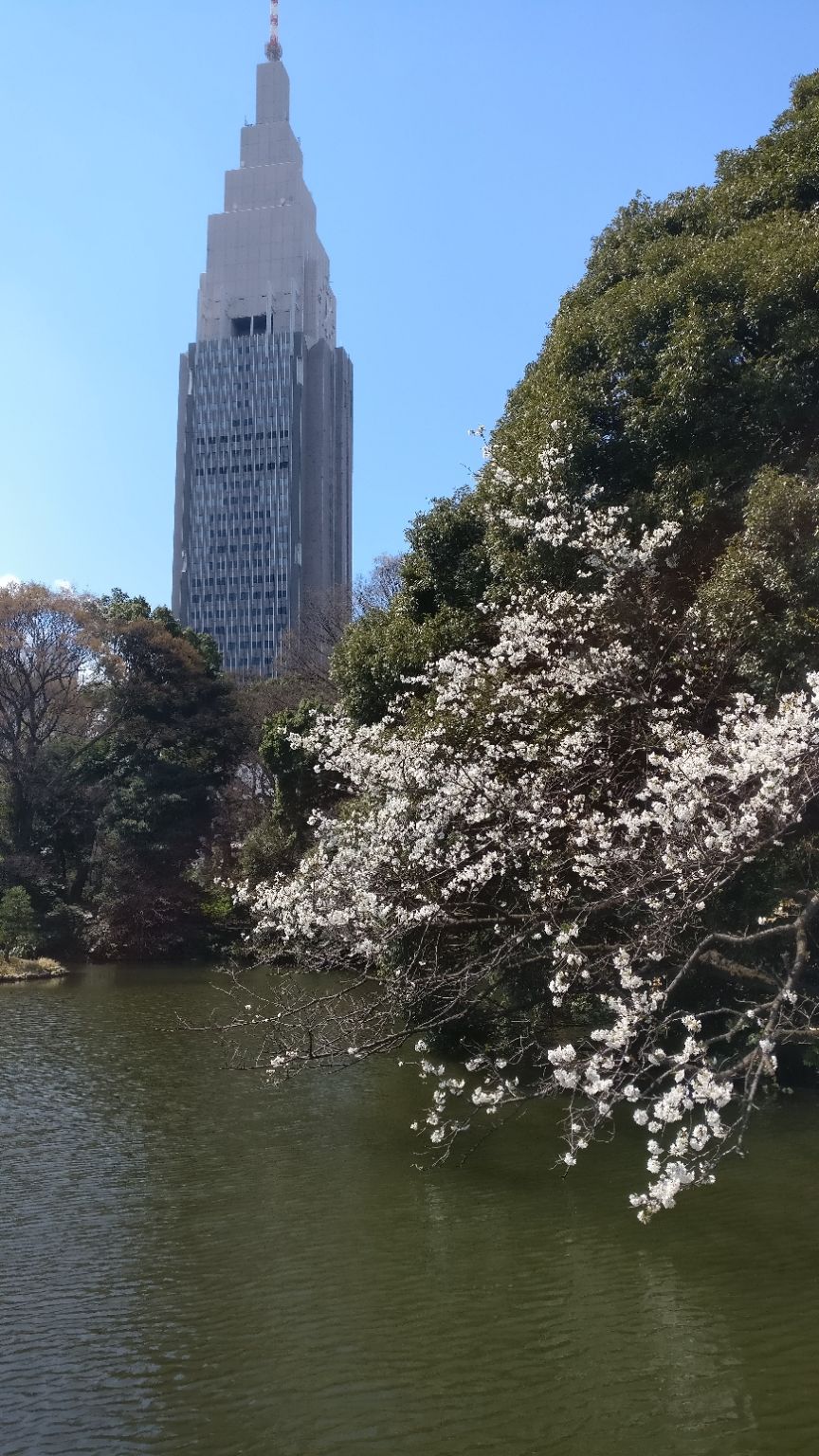 Photo of Shinjuku Gyoen National Garden, 11 Naitomachi, Shinjuku City, Tokyo, Japan by Aishwarya Raj