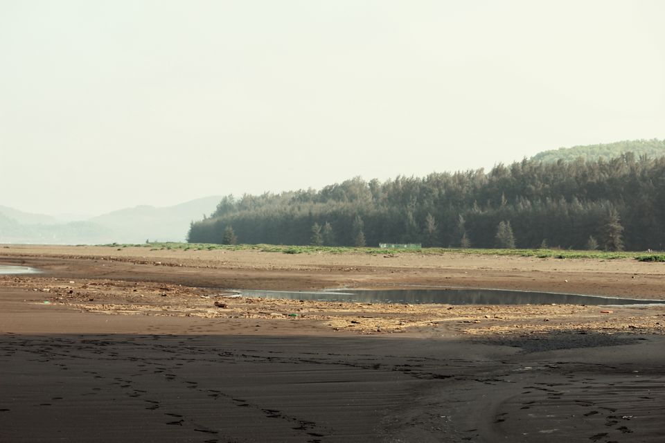 Photo of Velas Turtle Festival, 2019 by Nabin Singh