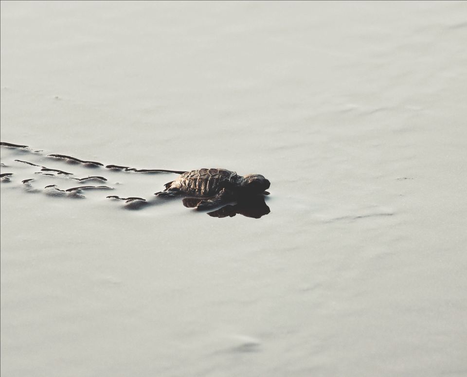 Photo of Velas Turtle Festival, 2019 by Nabin Singh
