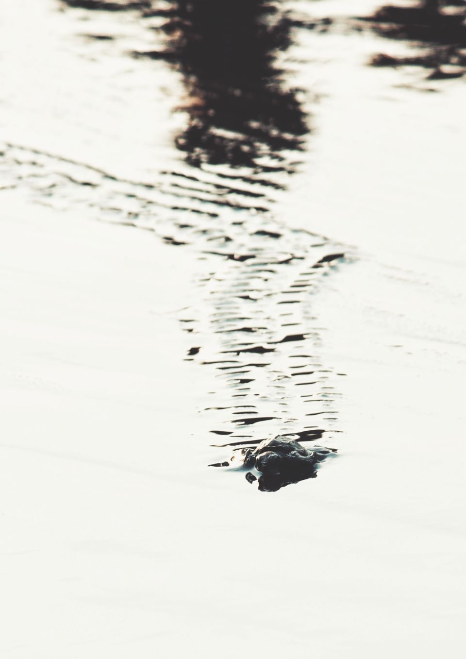 Photo of Velas Turtle Festival, 2019 by Nabin Singh