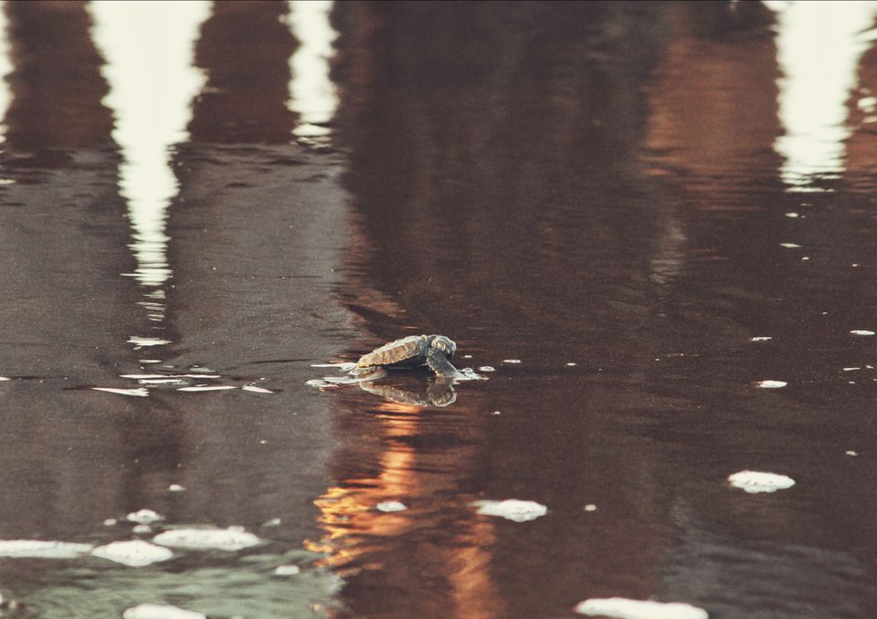 Photo of Velas Turtle Festival, 2019 by Nabin Singh