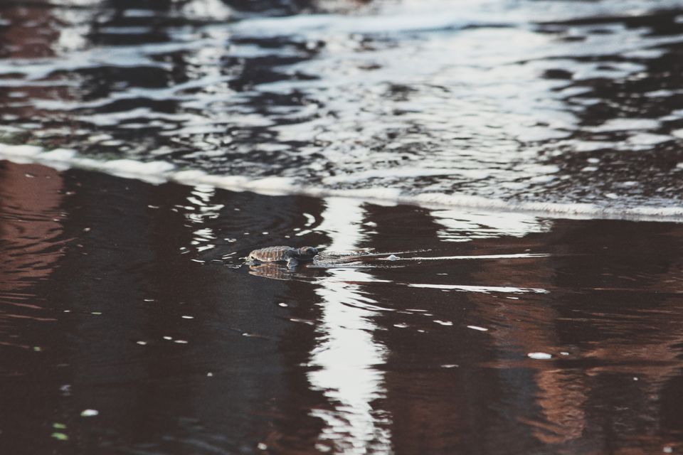 Photo of Velas Turtle Festival, 2019 by Nabin Singh