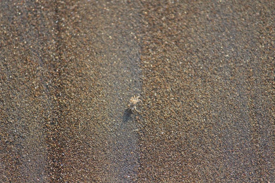 Photo of Velas Turtle Festival, 2019 by Nabin Singh