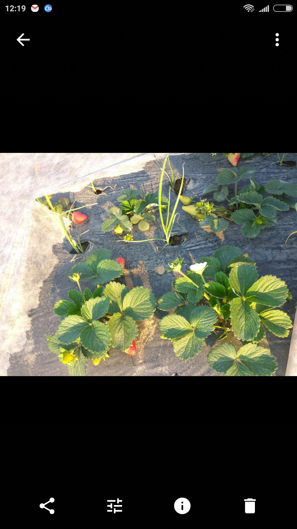 Photo of Looking for farm fresh, red luscious strawberry... Here is where you should head to!! by Noor