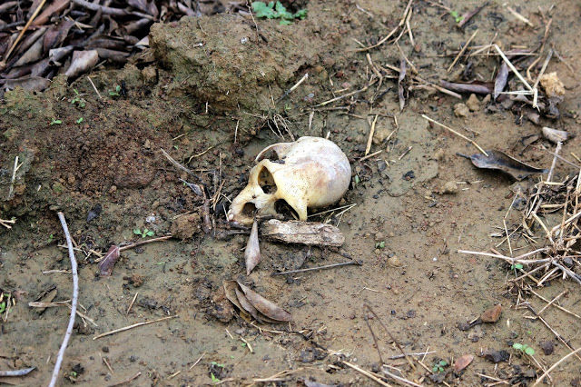 Photo of Did you know there is a Wildlife Sanctuary in Delhi?! by Mahima Kohli