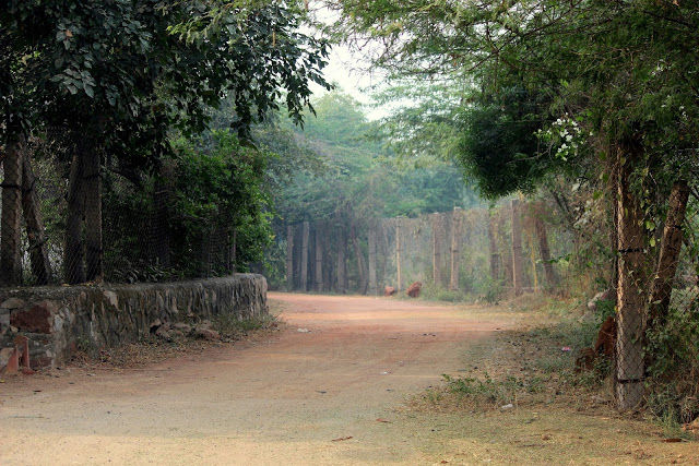 Photo of Did you know there is a Wildlife Sanctuary in Delhi?! by Mahima Kohli