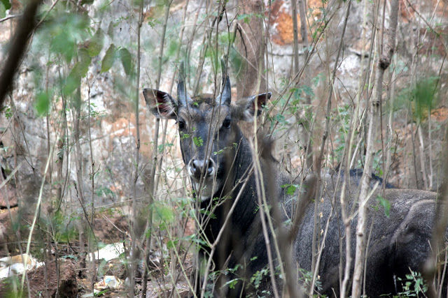 Photo of Did you know there is a Wildlife Sanctuary in Delhi?! by Mahima Kohli