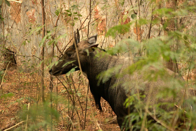 Photo of Did you know there is a Wildlife Sanctuary in Delhi?! by Mahima Kohli