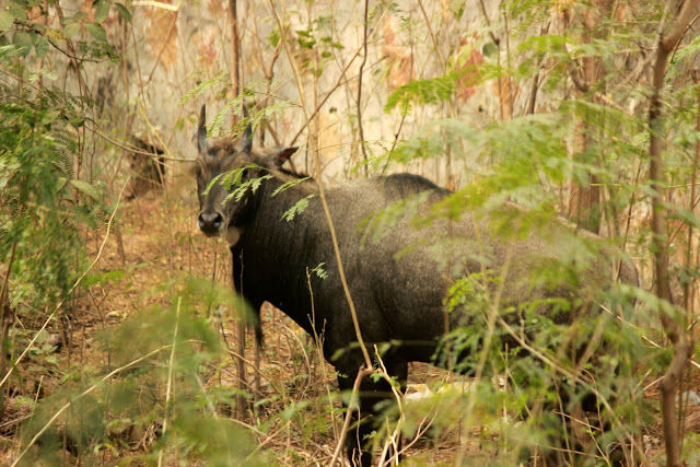 Photo of Did you know there is a Wildlife Sanctuary in Delhi?! by Mahima Kohli