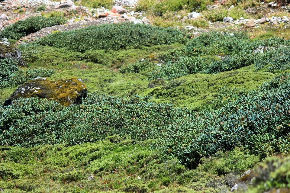 Photo of Shingba Rhododendron Sanctuary, Sikkim, India by Mahima Kohli