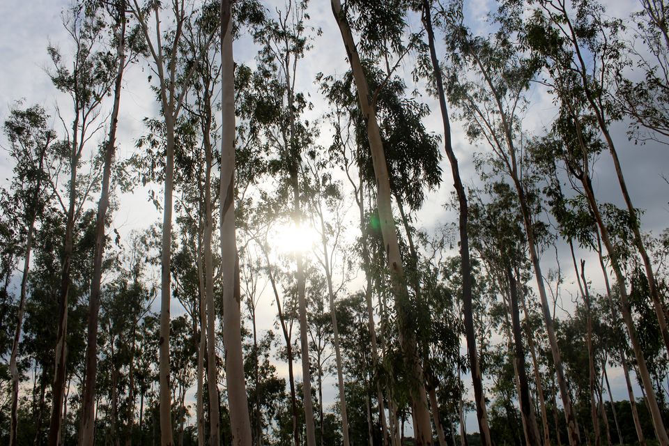 Photo of Santiniketan, blissful weekend getaway 3/16 by Sreerupa Chatterjee