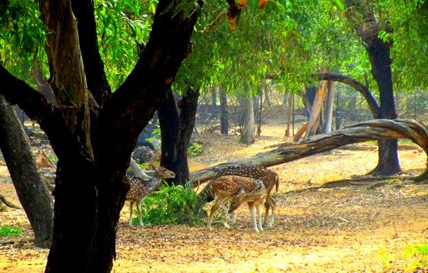 Photo of Santiniketan, blissful weekend getaway 9/16 by Sreerupa Chatterjee