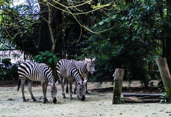 Photo of Singapore Zoo, Singapore by Isha Saxena