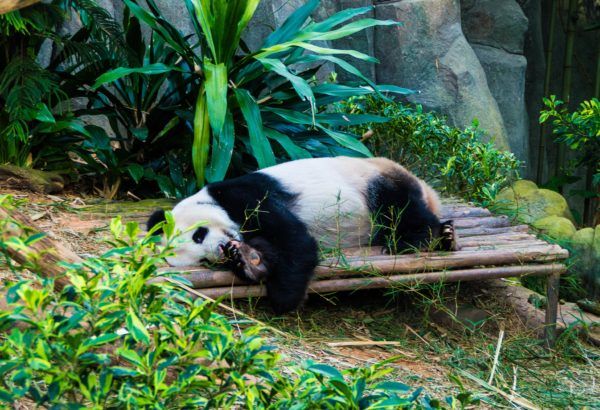Photo of Singapore Zoo, Singapore by Isha Saxena