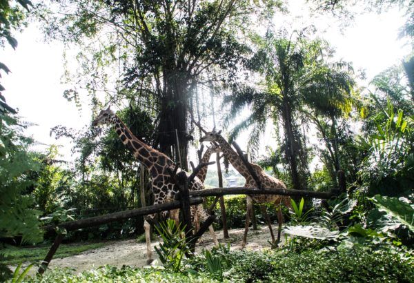 Photo of Singapore Zoo, Singapore by Isha Saxena