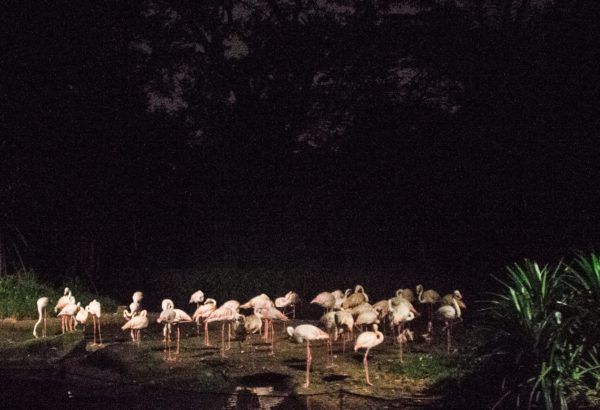 Photo of Singapore Zoo, Singapore by Isha Saxena