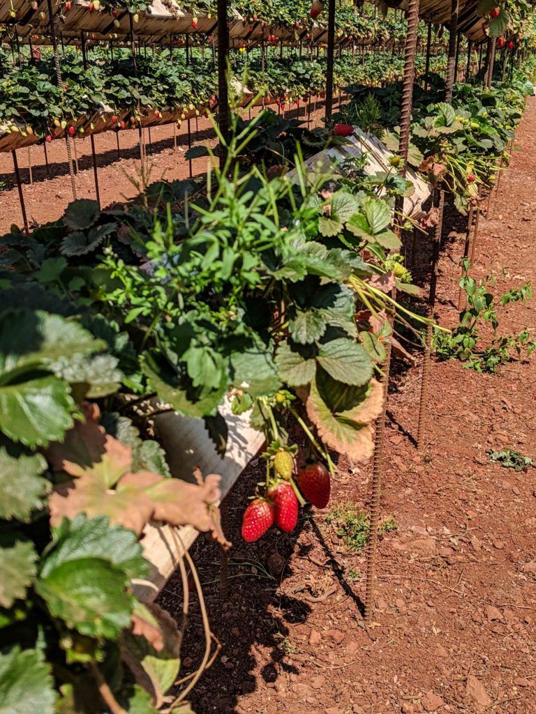 Photo of Kingberry, Bhilar Road, Panchgani, Maharashtra, India by Isha Saxena