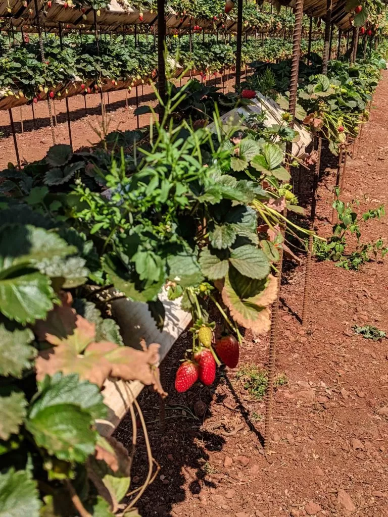 Photo of Kingberry, Bhilar Road, Panchgani, Maharashtra, India by Isha Saxena
