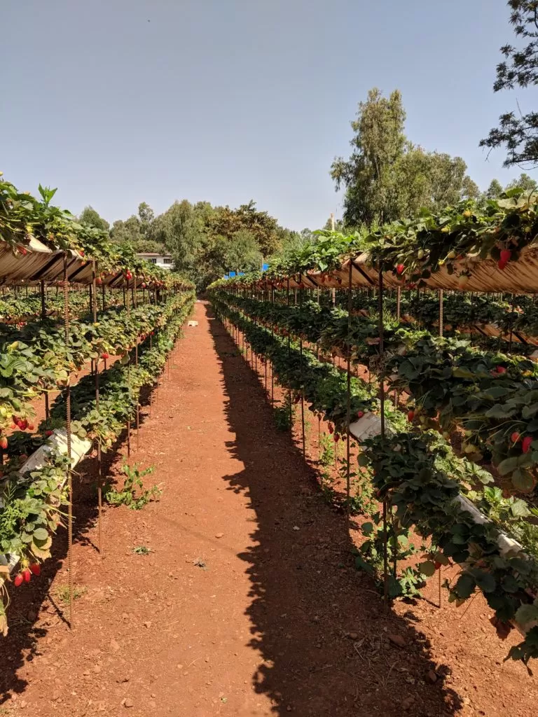 Photo of Kingberry, Bhilar Road, Panchgani, Maharashtra, India by Isha Saxena
