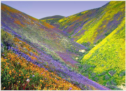 Photo of Valley of Flowers Trek by Crazy Peaks