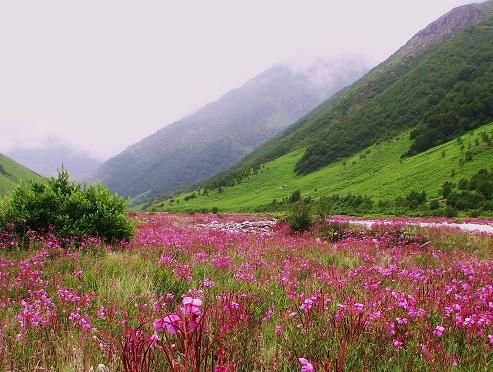 Photo of Valley of Flowers Trek by Crazy Peaks
