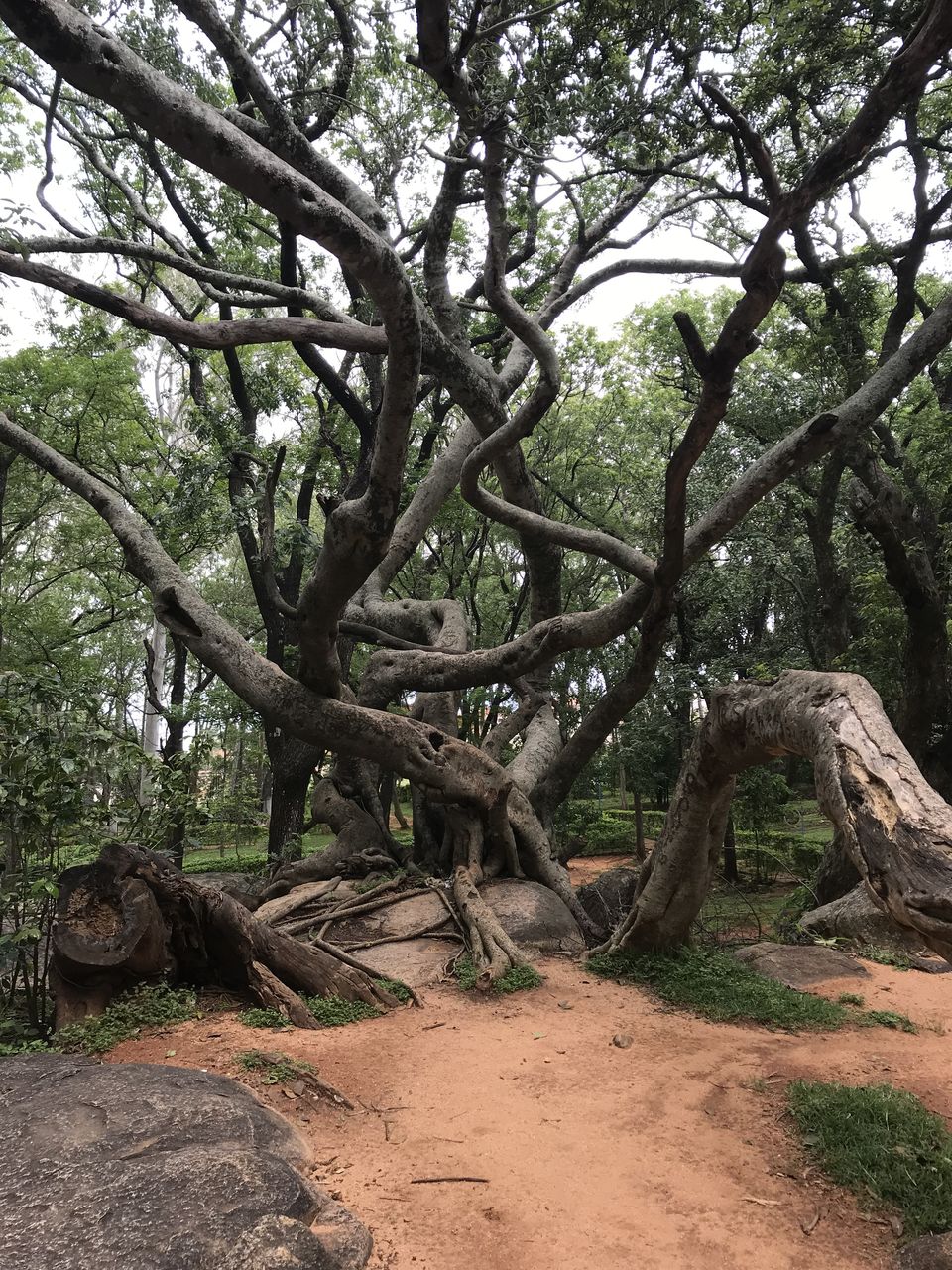Photo of Horsley Hills :: Hidden Beauty in Eastern Ghats 5/10 by Prakash