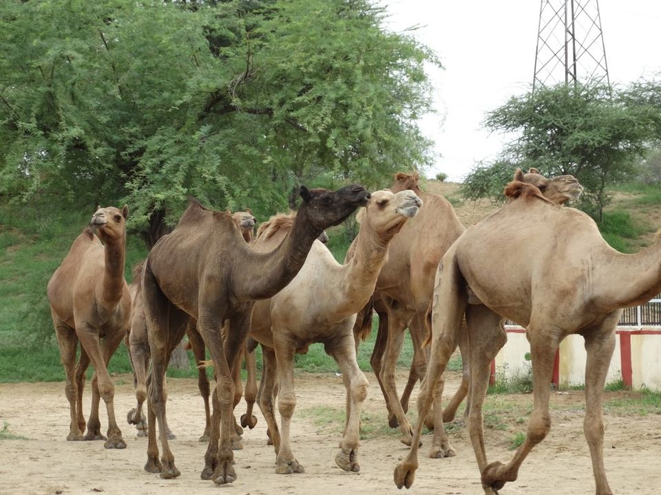 Photo of Rajasthan :: Must visit state in India 44/55 by Prakash