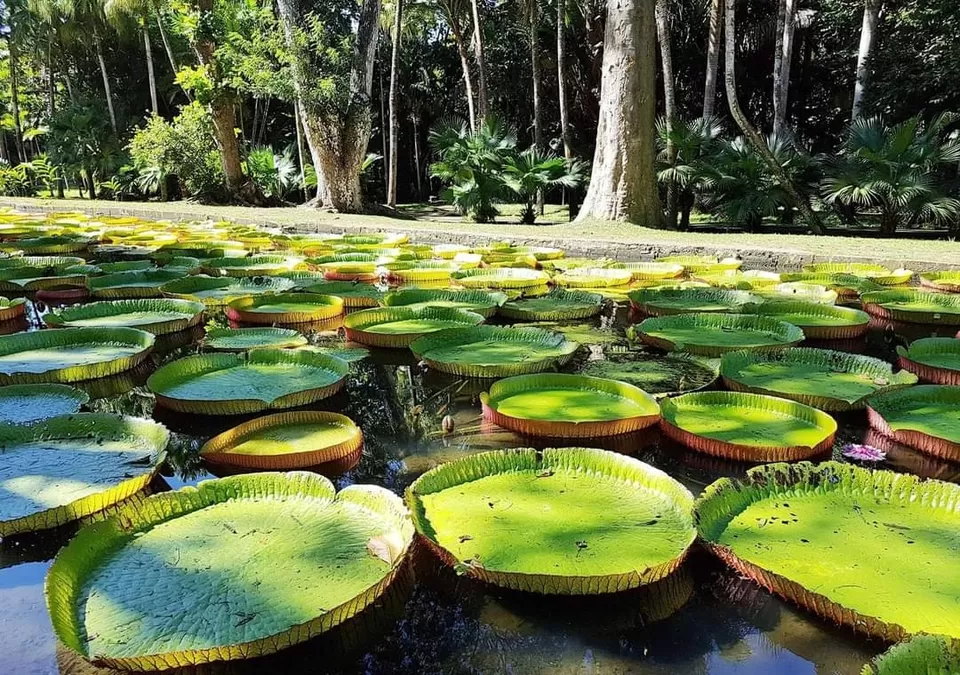 Photo of Sir Seewoosagur Ramgoolam Botanical Garden by Pratik Gandhi