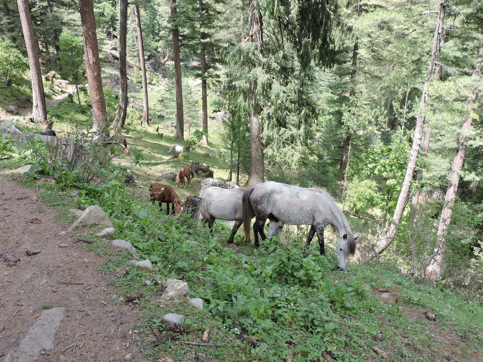 Photo of The Art of Travel - Parvati Valley 11/25 by Rikita Parikh