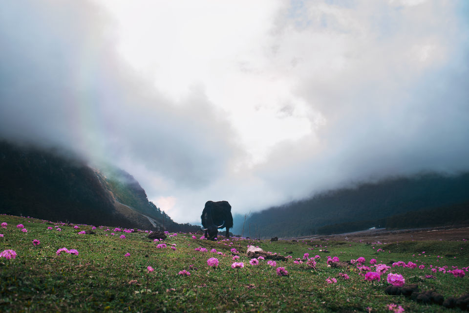 Photo of The more I SEE the more I fall in LOVE | Sikkim Gangtok Lachung Lachen Yumthang valley 9/15 by Roaming Bugs