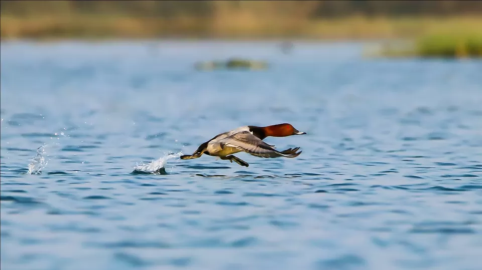 Photo of A birder's Paradise: Gajoldoba by Priyam Nath