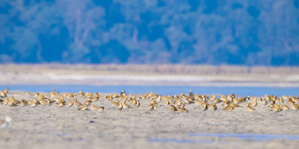 Photo of A birder's Paradise: Gajoldoba by Priyam Nath