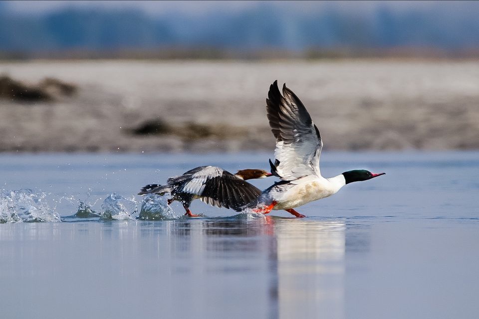 Photo of A birder's Paradise: Gajoldoba by Priyam Nath