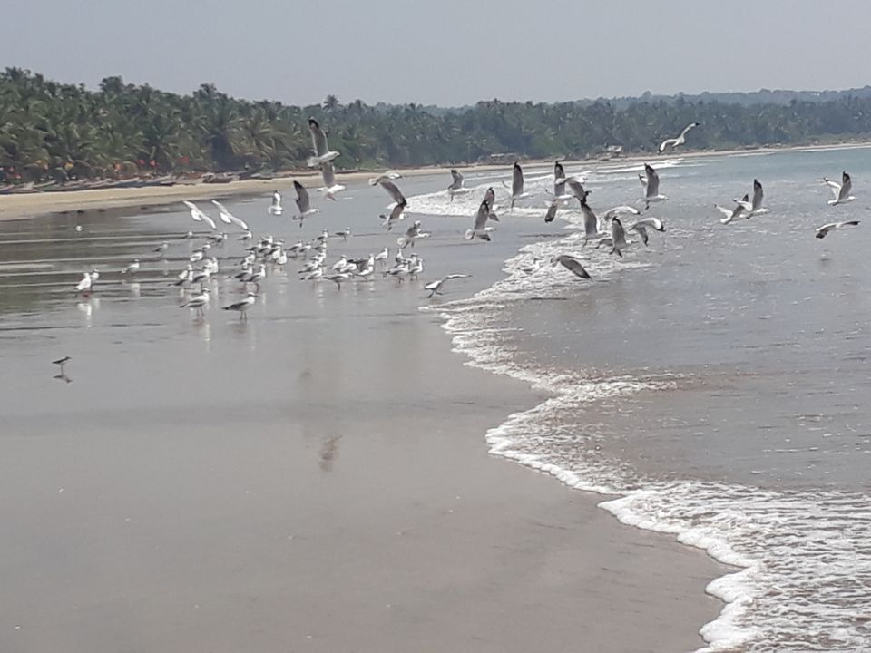 Photo of Tarkarli Beach, Maharashtra by Traveller @j!t