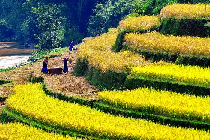 Photo of Terraced field by Anasia Travel Vietnam