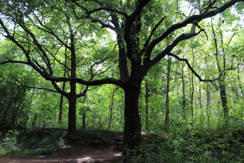 Photo of Tomb raiding at Udayagiri Fort 2/15 by Sajna Ali
