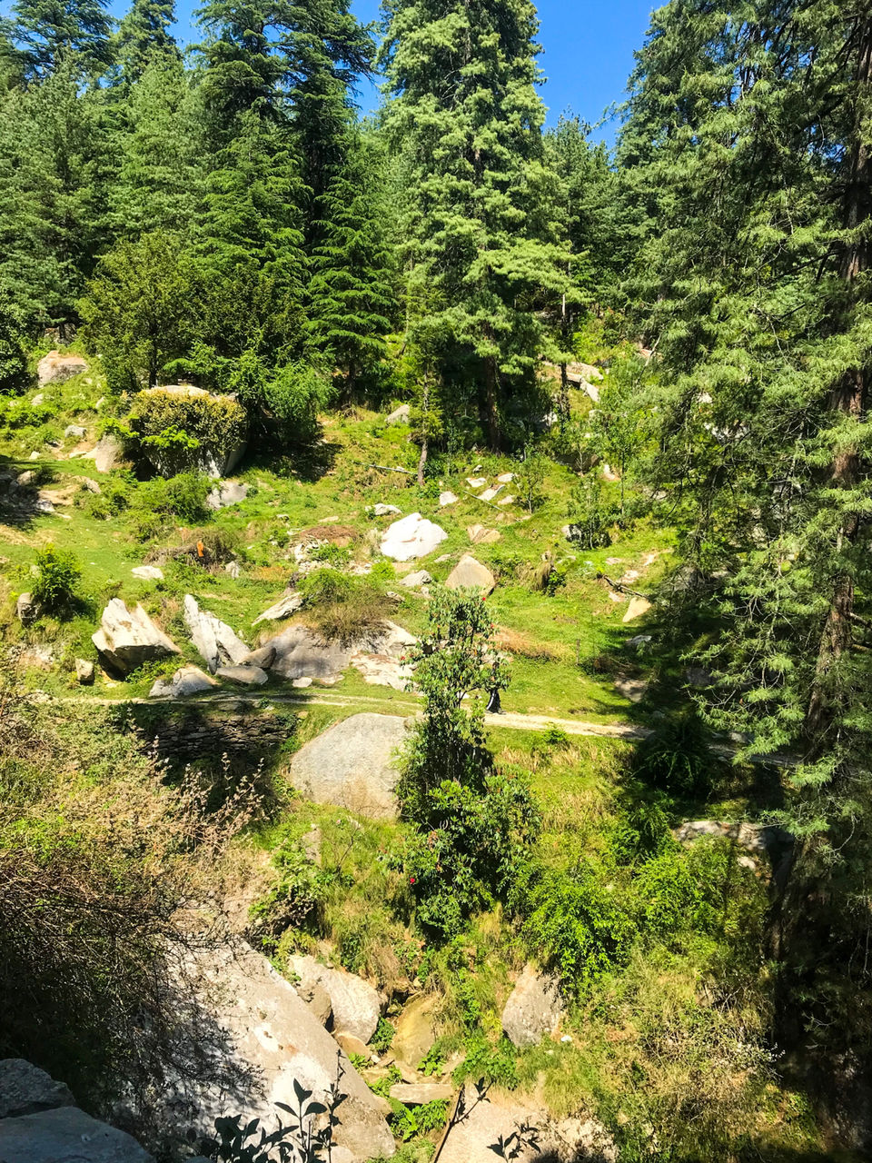 Photo of Panarsa Pines, Mandi, Himachal Pradesh, India by Sudha | Sassy Naari