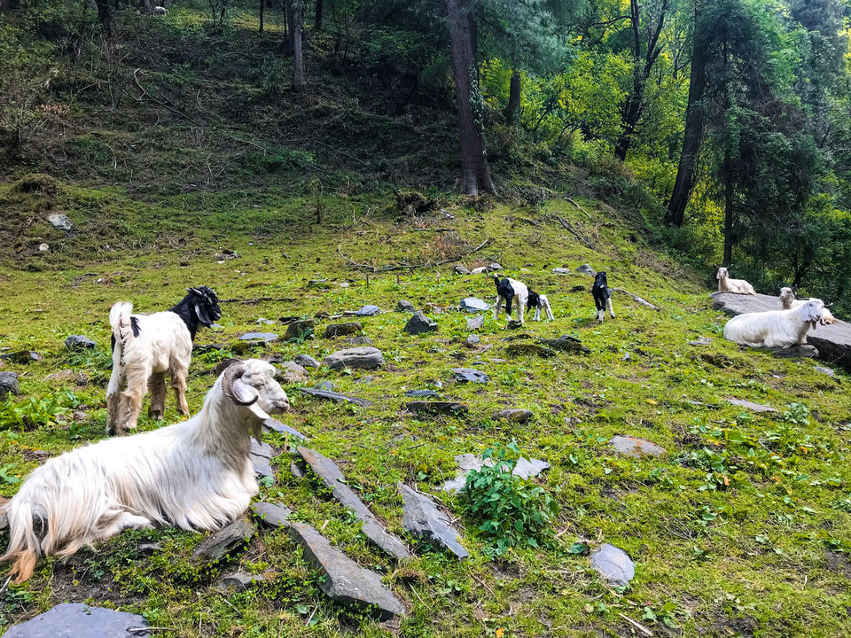 Photo of PRASHAR LAKE: A TREKKING PARADISE by Sudha | Sassy Naari