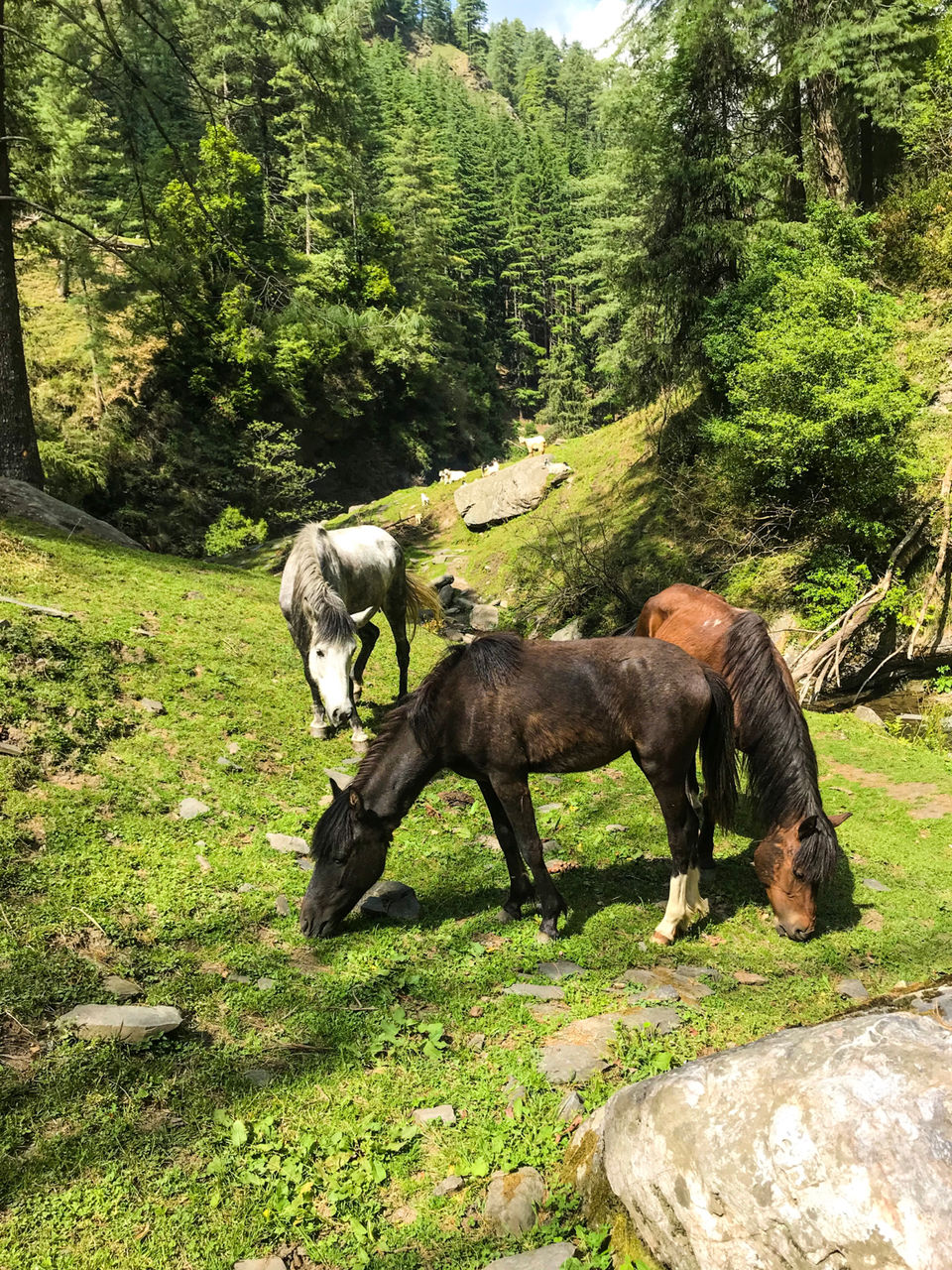 Photo of PRASHAR LAKE: A TREKKING PARADISE by Sudha | Sassy Naari